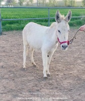 吉林照相宠物驴养殖,宠物驴租赁