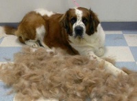 宠物掉毛原因及防治方法