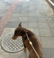 以室外养狗需注意的手续及事项（确保宠物狗的健康与幸福的关键）