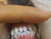 小狗牙的生长过程（探秘小狗牙齿的成长与脱落时机）