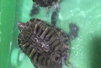 巴西龟能憋气多久（多长时间）