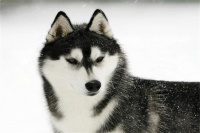 训练狗狗站起来,幼犬期塑造狗狗健康心理