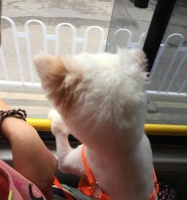 狗狗为什么不爱坐车？（探究狗狗心理及坐车技巧，让宠物轻松出行）