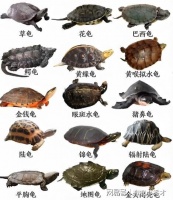 世界常见十大名龟，你见过几种？