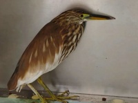 三门峡市渑池县：爱心接力救助池鹭 协同守护野生动物