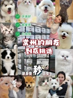 常州哪里有正规犬舍猫舍？（常州）这里买宠物品质好，靠谱！