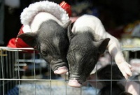 成都哪里有宠物猪卖的