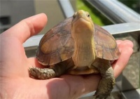 降低养龟风险 避免当冤大头 如何挑选一只靠谱龟