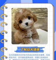 如何科学配制德牧幼犬食物（关于德牧幼犬食物配制的要求与注意事项）