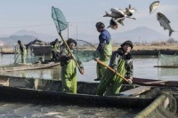 水产养殖中鱼类常见的细菌性疾病及防治方法