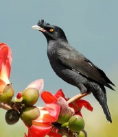 八哥的生活习性