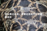 怎么喂小乌龟，掌握这些技巧让它健康成长