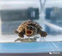 如果做不到以下这点，就不要嫌弃你家龟胆小没互动