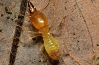 永满白蚁防治怎么收费标准