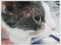 猫咪可能对食物过敏，常见症状：宠物皮肤瘙痒、红肿。