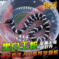 黑王蛇是保护动物吗？答案来了，快来看看吧！