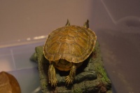 巴西龟冬眠的症状（有哪些）