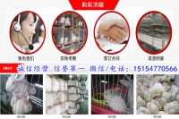 海南宠物兔养殖基地