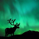 狗狗多大可以吃成犬粮幼犬粮可以给狗吃一辈子？狗狗多大可以吃成犬粮 爱问知识人