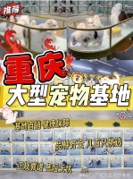 重庆买宠物猫狗哪里便宜?这里安全可靠还能实地选宠物不虚此行