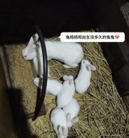 掌握兔兔急救知识，教你应对紧急情况（兔兔急救，掌握关键技能保护你的宠物）