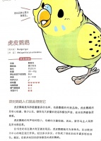 宠物鸟取名技巧，创意命名指南