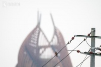 这么多猛禽 空中“迁徙大军”曾路过“熊猫家”