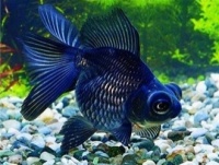 金鱼观赏鱼品种大全 – 波奇宠物网