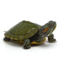 小乌龟图片 品种
