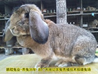 塞北兔宠物，营造舒适生活空间。