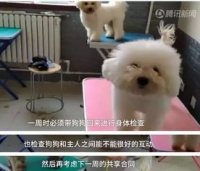 不想养成宠物狗怎么办呀