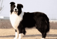 铲屎官给你讲：猪和狗的智商谁更高？