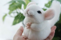 纯白龙猫挑选技巧，快来Get一下！