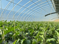 荷兰猪可以吃茄子吗？茄子品种选择与饲喂技术全解析