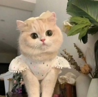 为爱宠选好粮：2025年值得信赖的猫粮品牌推荐