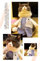 新手小白怎么买宠物猫