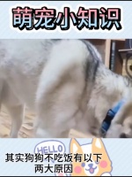 宠物狗不能吃饭怎么办呀