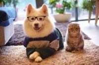 给猫的宠物狗粮怎么做