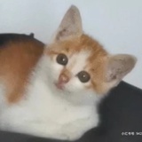 【讨论】有没有猫狗都可以吃的粮