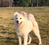 萨摩耶湿疹的症状和防治（宠物萨摩耶的常见皮肤病，及如何预防和治疗）