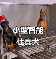 如何预防迷你杜宾犬的皮肤病？（掌握正确的护理技巧，让您的宠物健康成长）