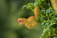 蛇说：“活着好难”——生存技能篇丨研蛇者说