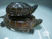 【萌宠吧】闲时逗逗龟，生活也可乐