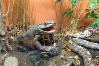 世界十大怪异青蛙 外形奇特的青蛙种类 最怪异的蛙类TOP10→买购APP