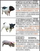 为什么养宠物猪的人那么少（建议穷人养的10种宠物猪）