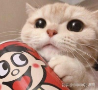 萌宠宠物狗饼干怎么做