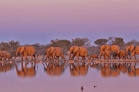 泰迪幼犬多久成年，泰迪幼犬多久成年了