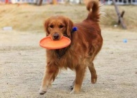 宠物用品分类指南