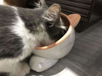 宠物猫零食肠怎么做