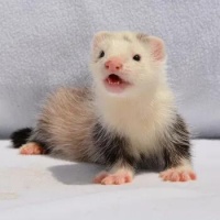 宠物雪貂：活泼可爱背后的不为人知习性与需求